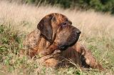 FILA BRASILEIRO 116